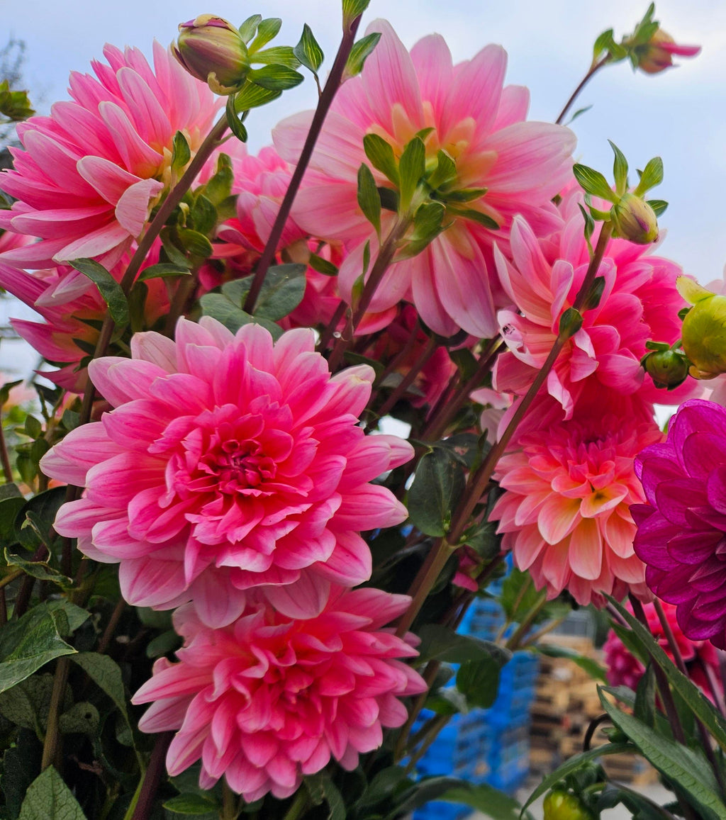 Twiggy Dahlia Tuber