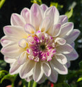 Mama Mia Dahlia Tuber
