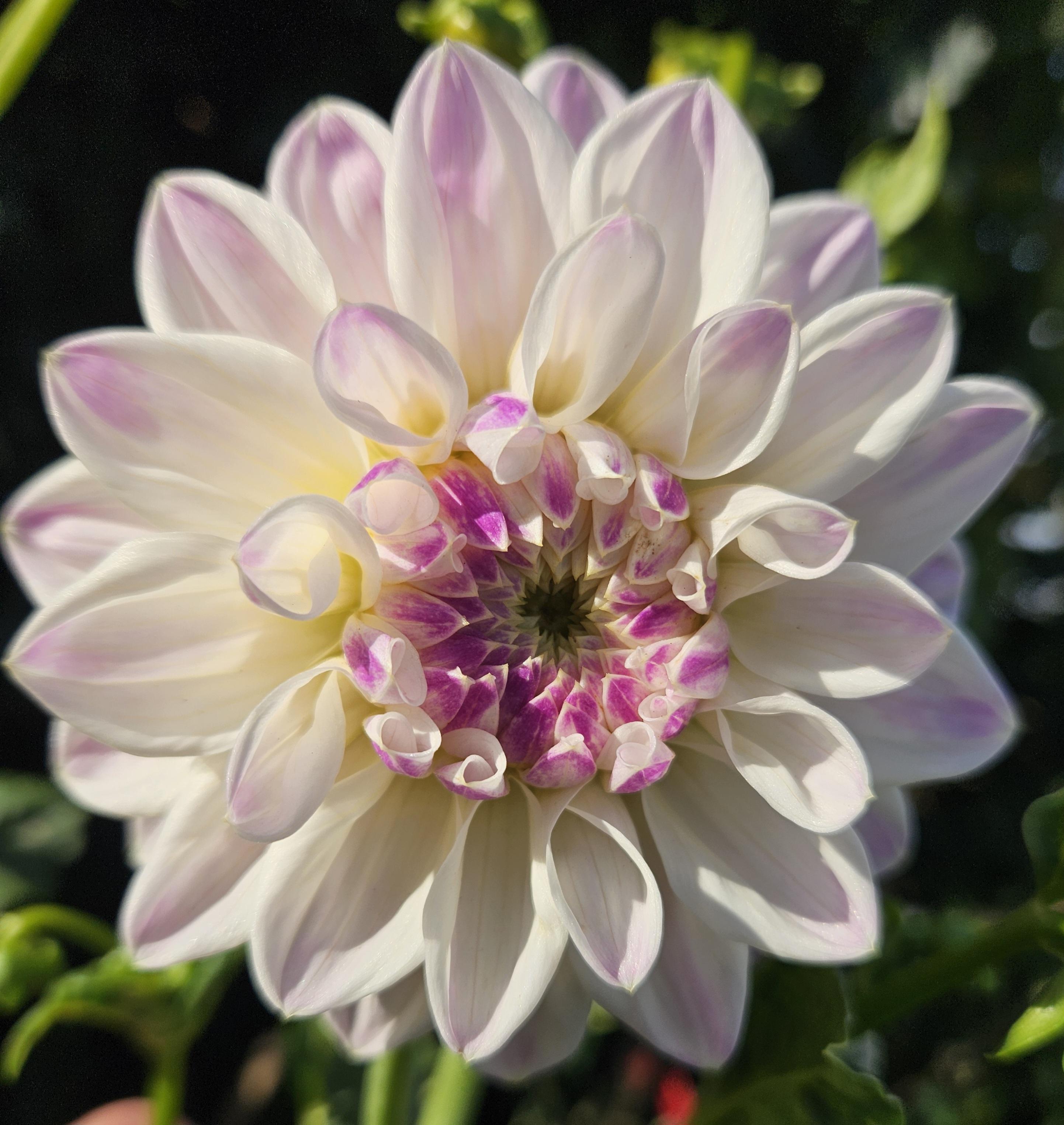 Mama Mia Dahlia Tuber