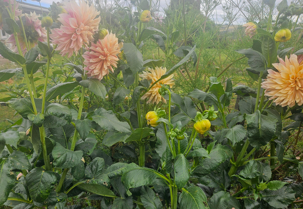 Cafe De  Paris Dahlia Tuber