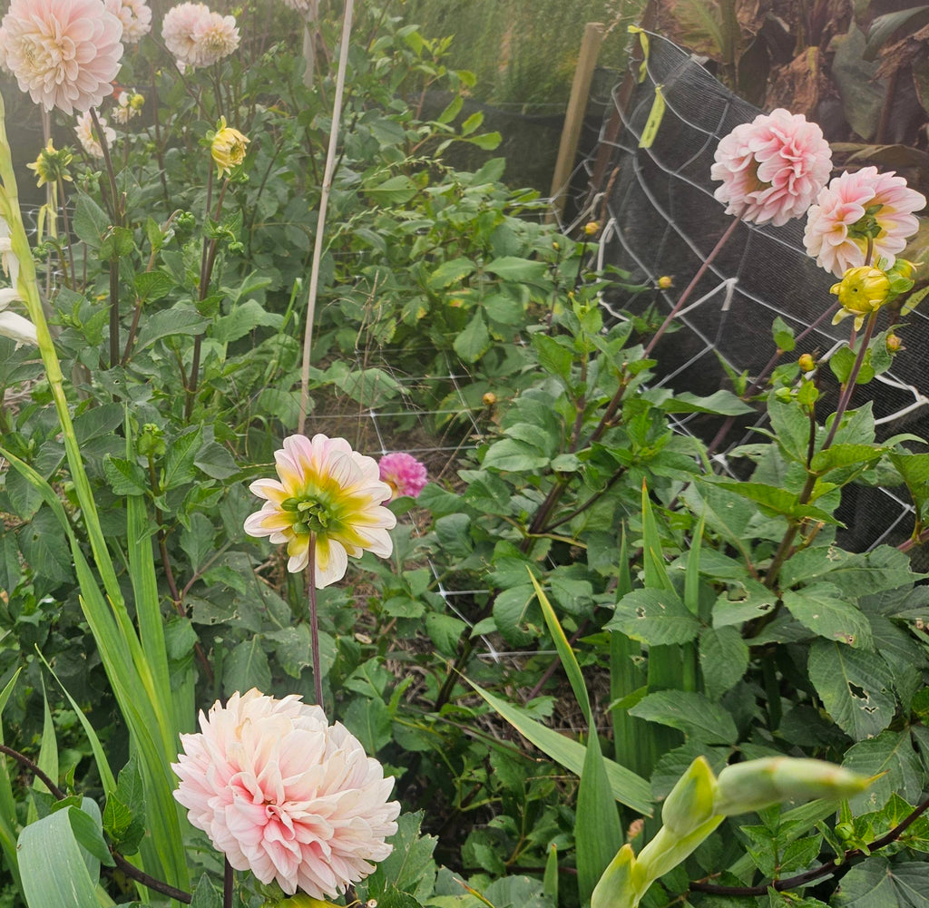 Sweet Nathalie Dahlia Tuber
