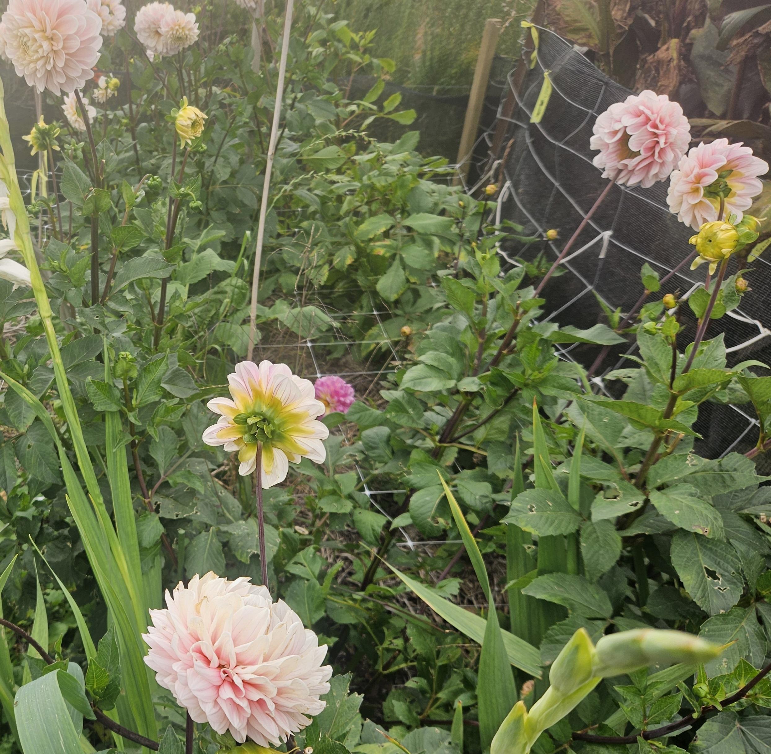 Sweet Nathalie Dahlia Tuber