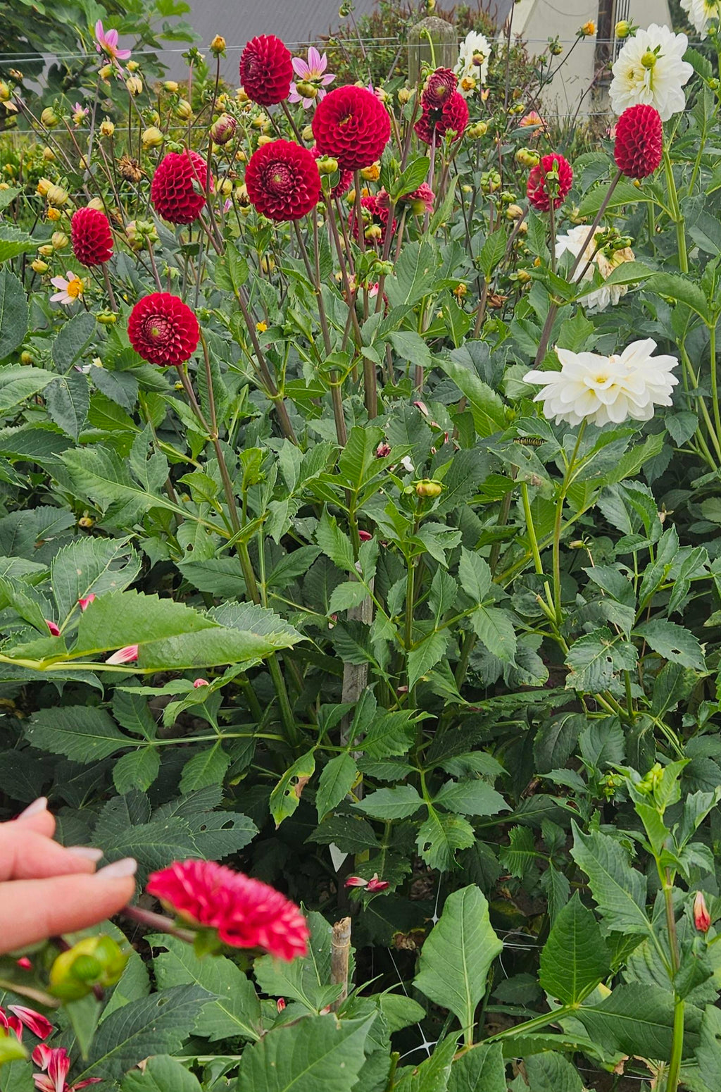 Cornel Dahlia Tuber