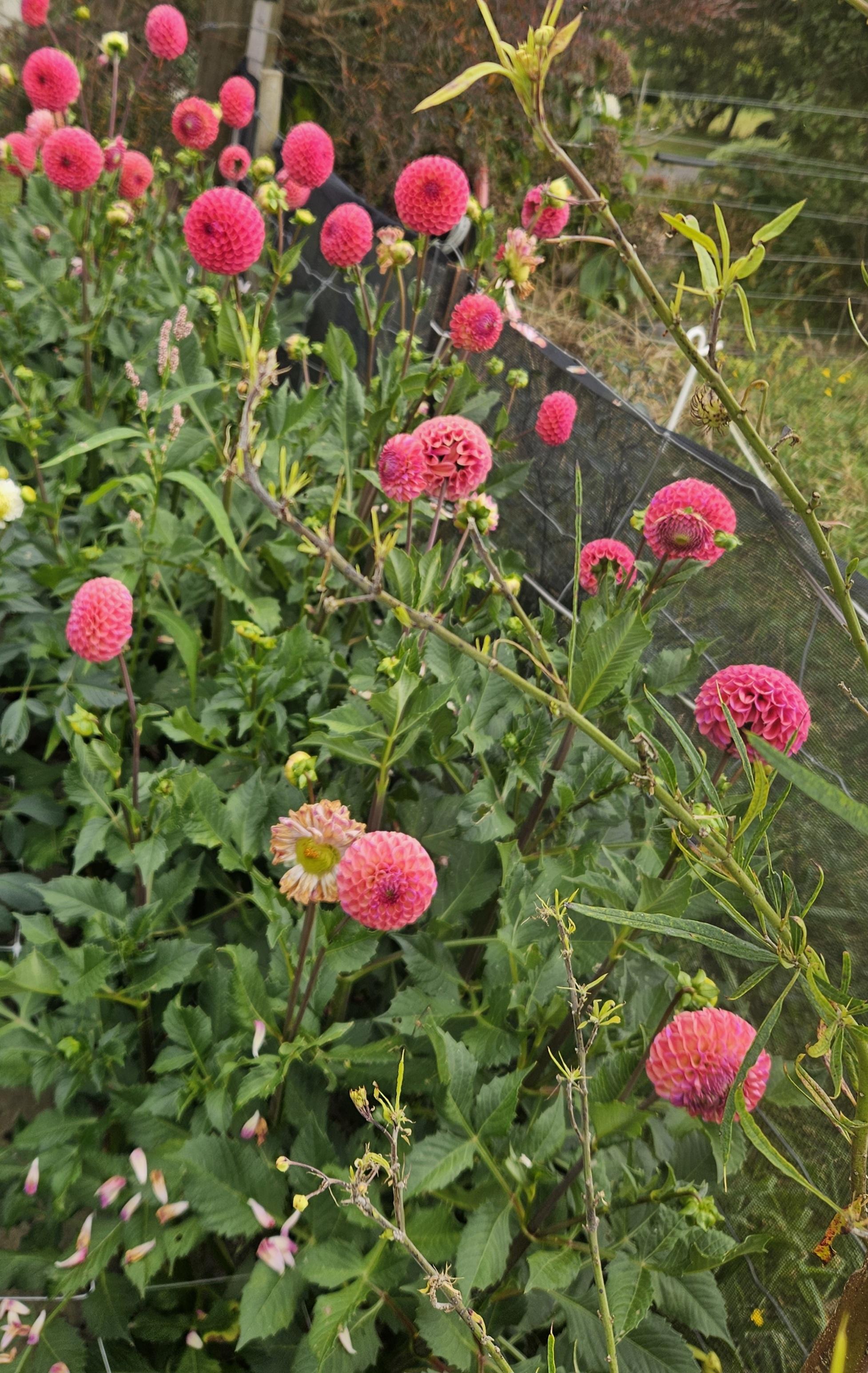 Caitlyn's Joy Dahlia Tuber