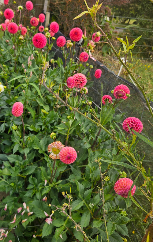 Caitlyn's Joy Dahlia Tuber