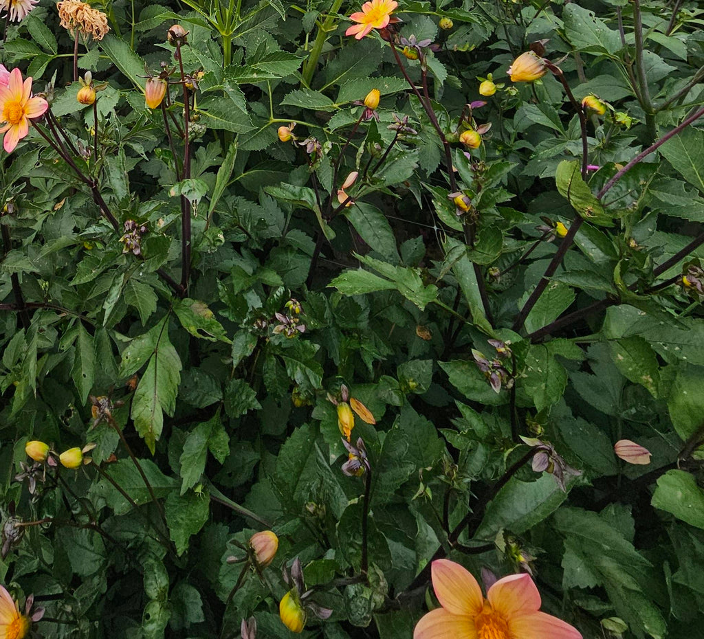 Sunset Concerto Dahlia Tuber