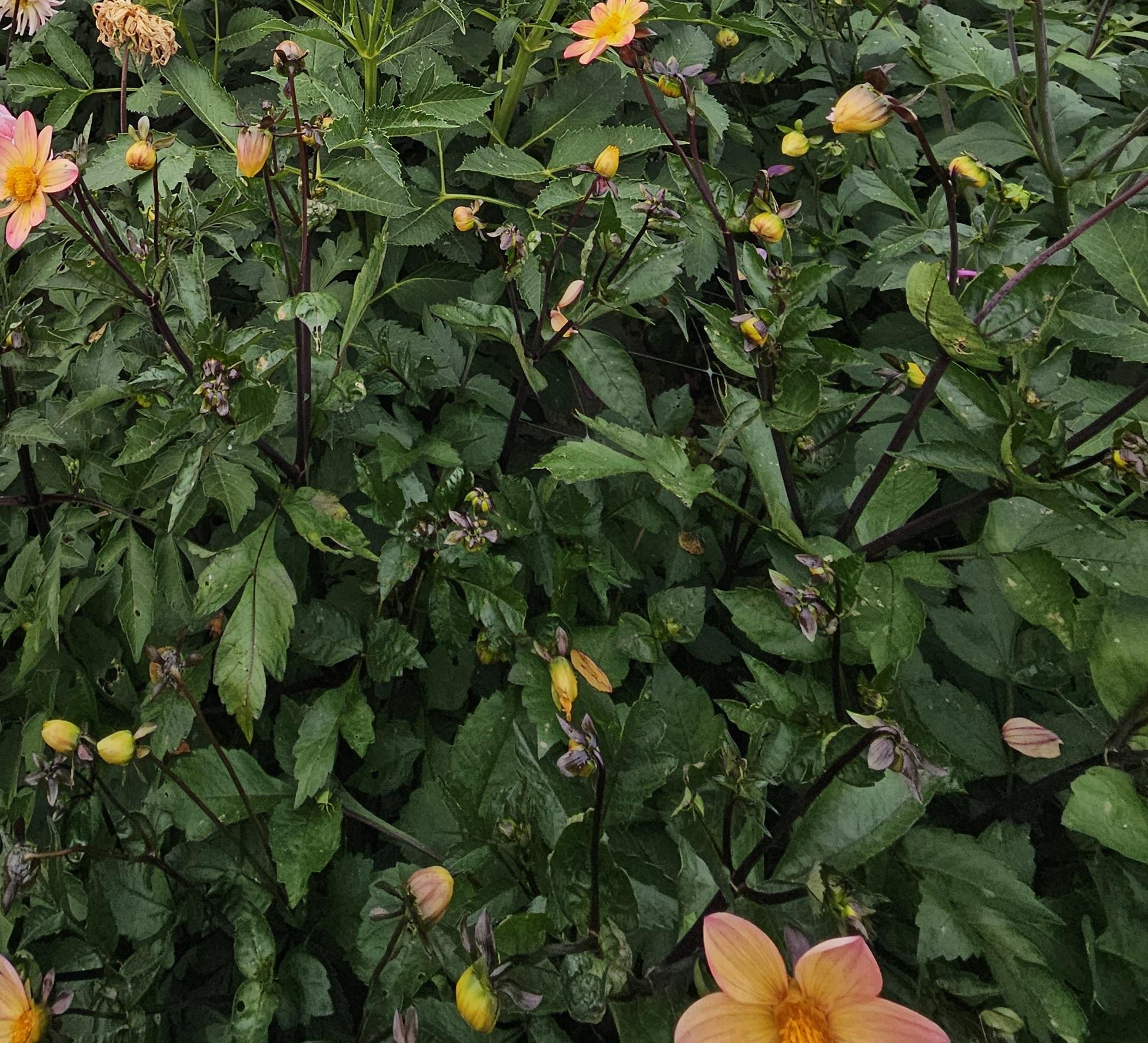 Sunset Concerto Dahlia Tuber