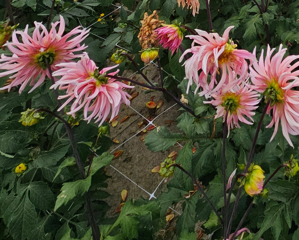Holly Hill Cotton Candy Dahlia Tuber