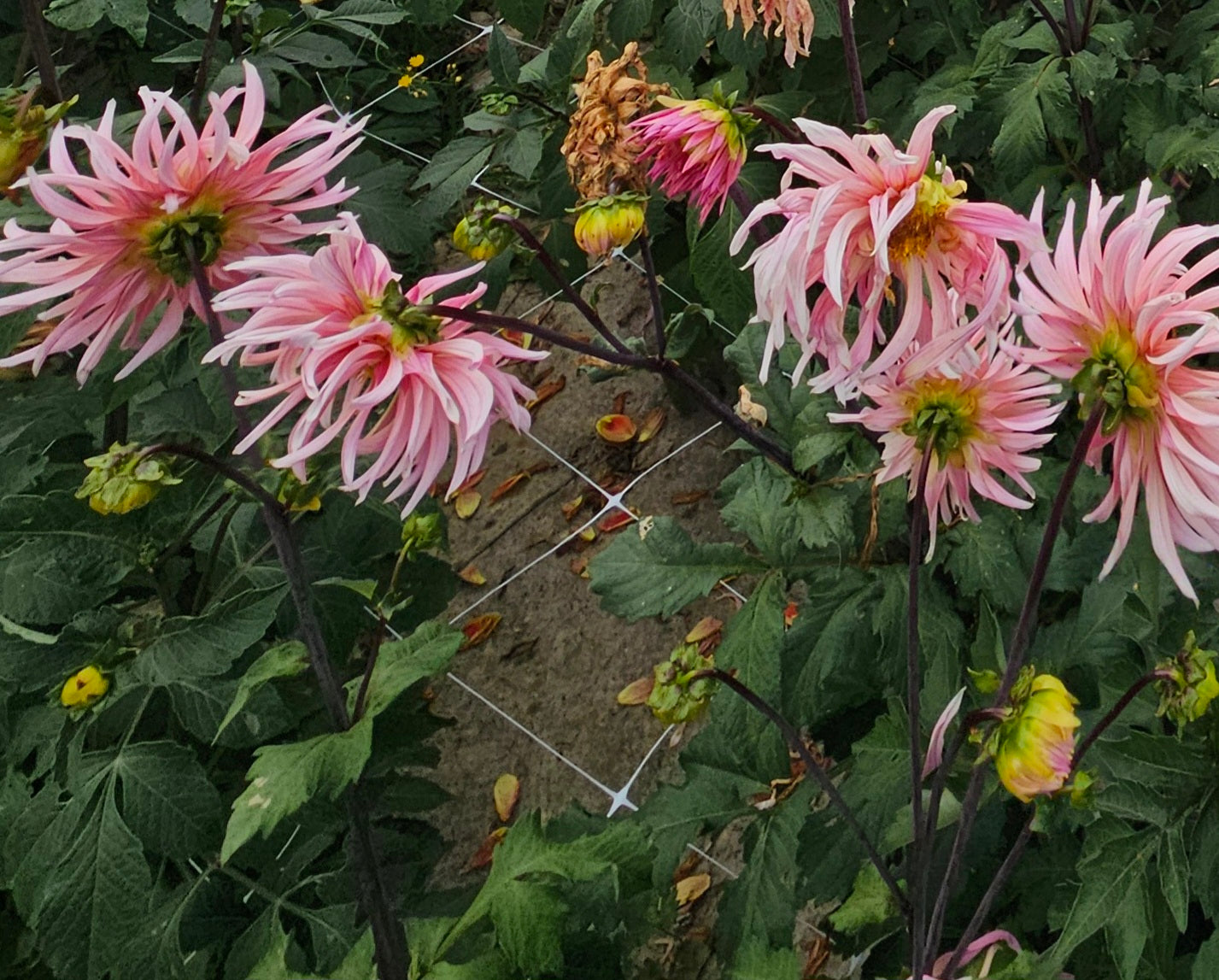 Holly Hill Cotton Candy Dahlia Tuber