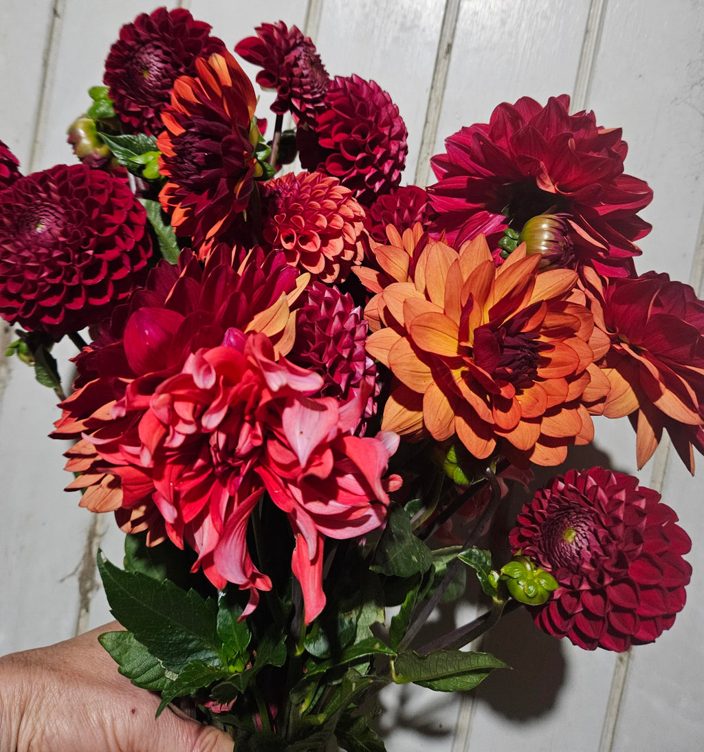 Cornel Dahlia Tuber
