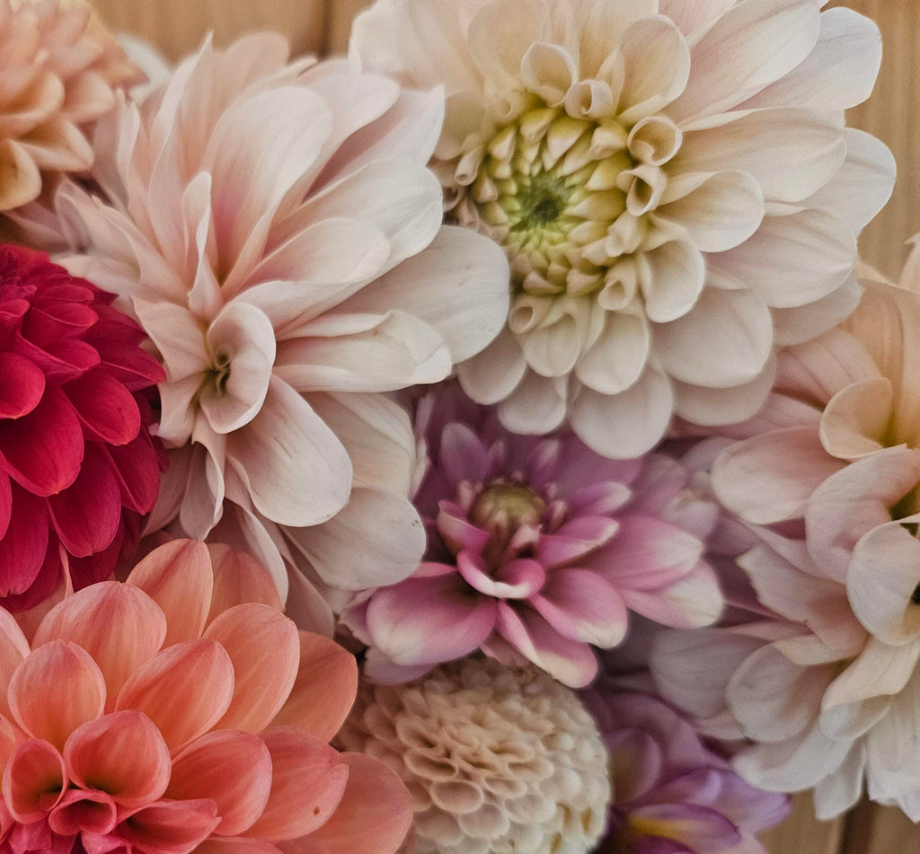 Sweet Nathalie Dahlia Tuber