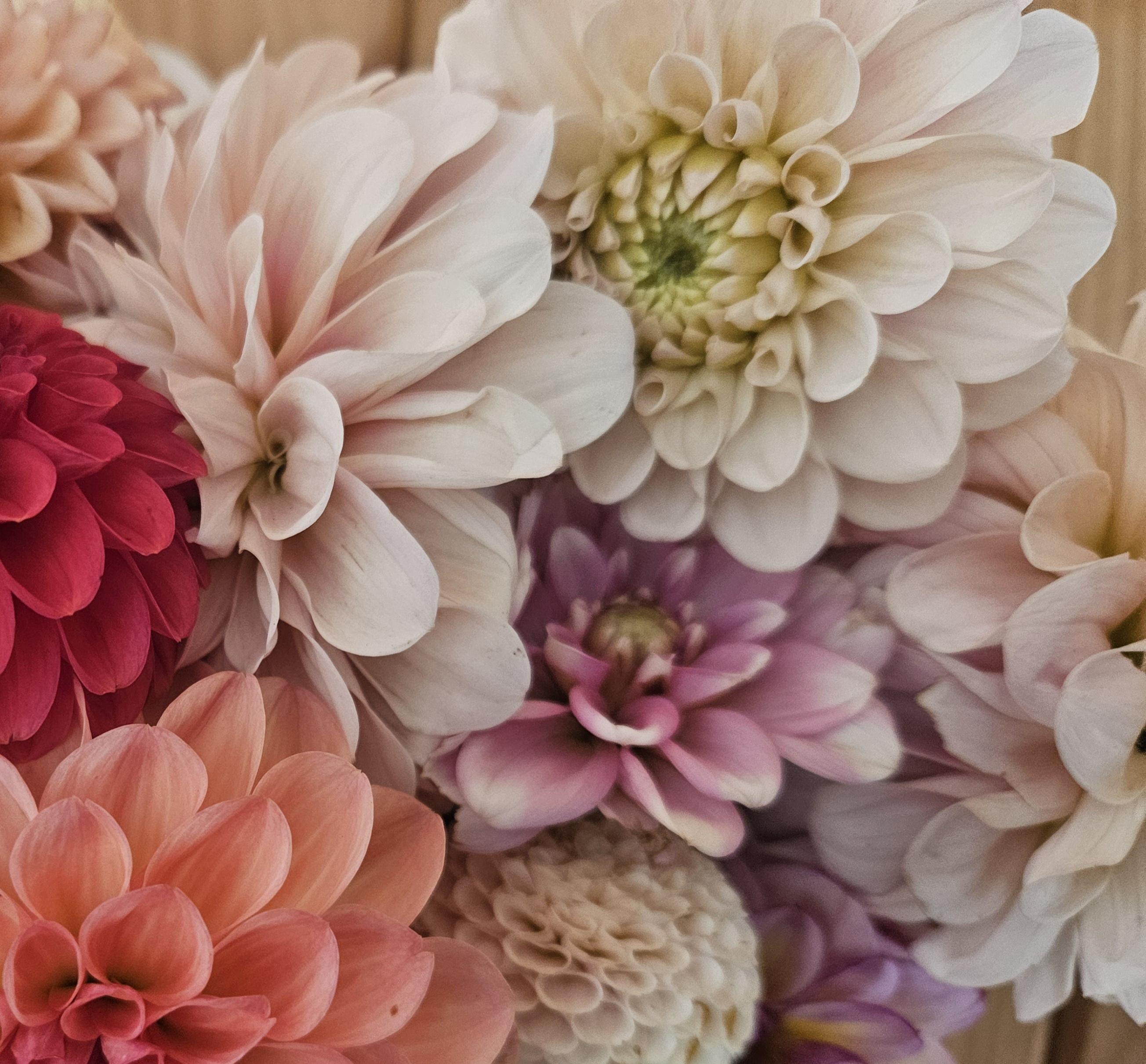 Sweet Nathalie Dahlia Tuber
