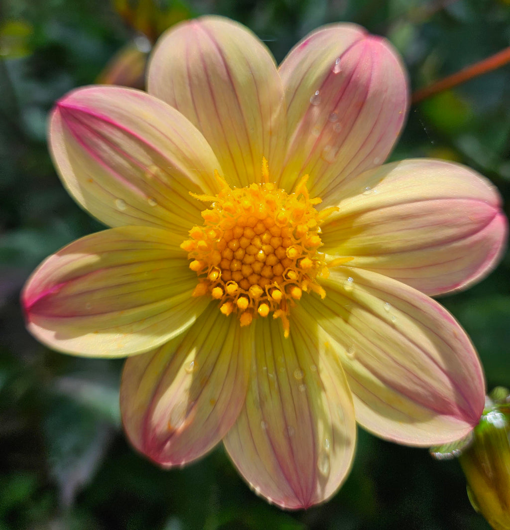 Sunset Concerto Dahlia Tuber