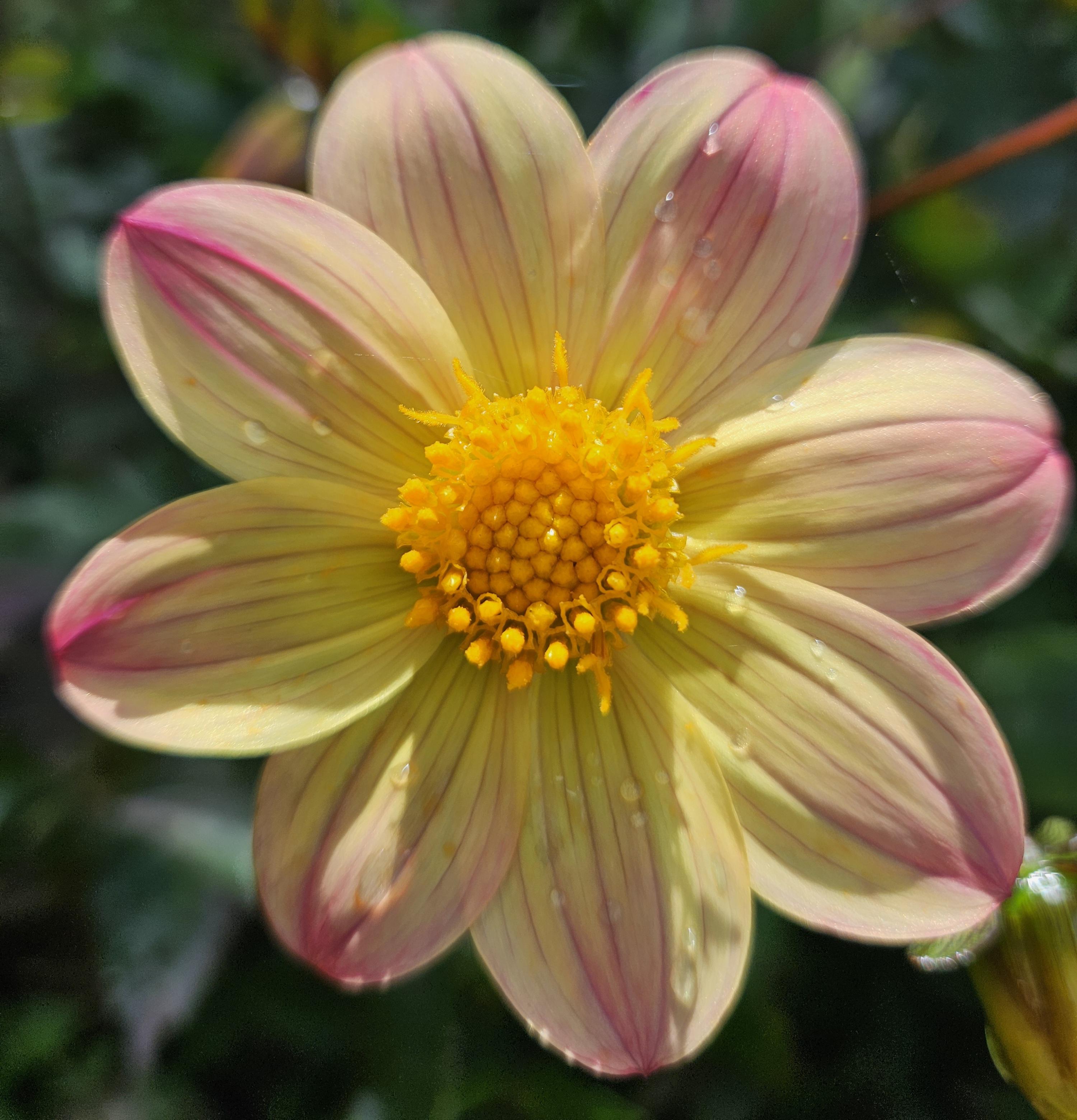 Sunset Concerto Dahlia Tuber