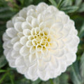 White Aster Tuber