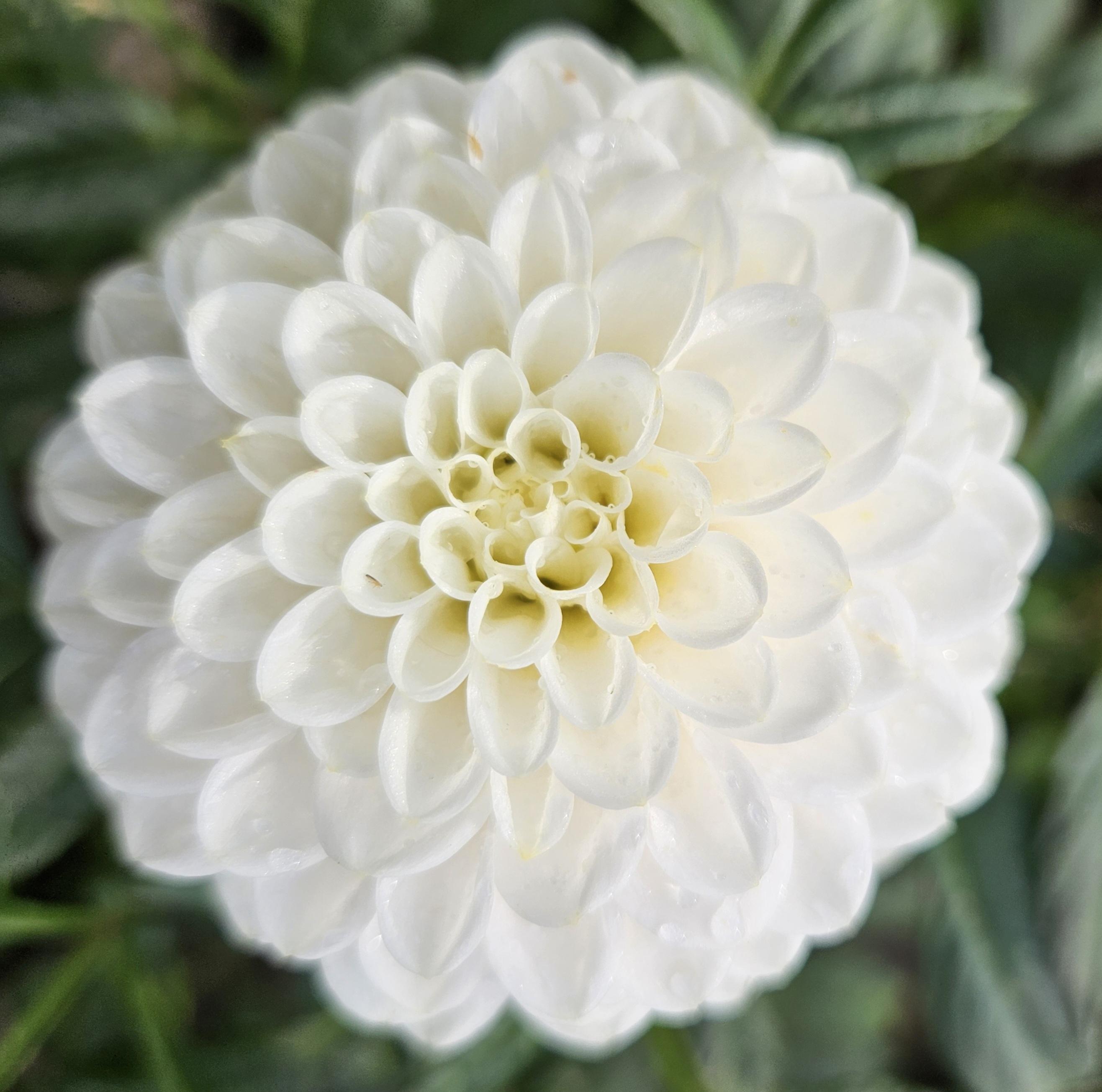 White Aster Tuber