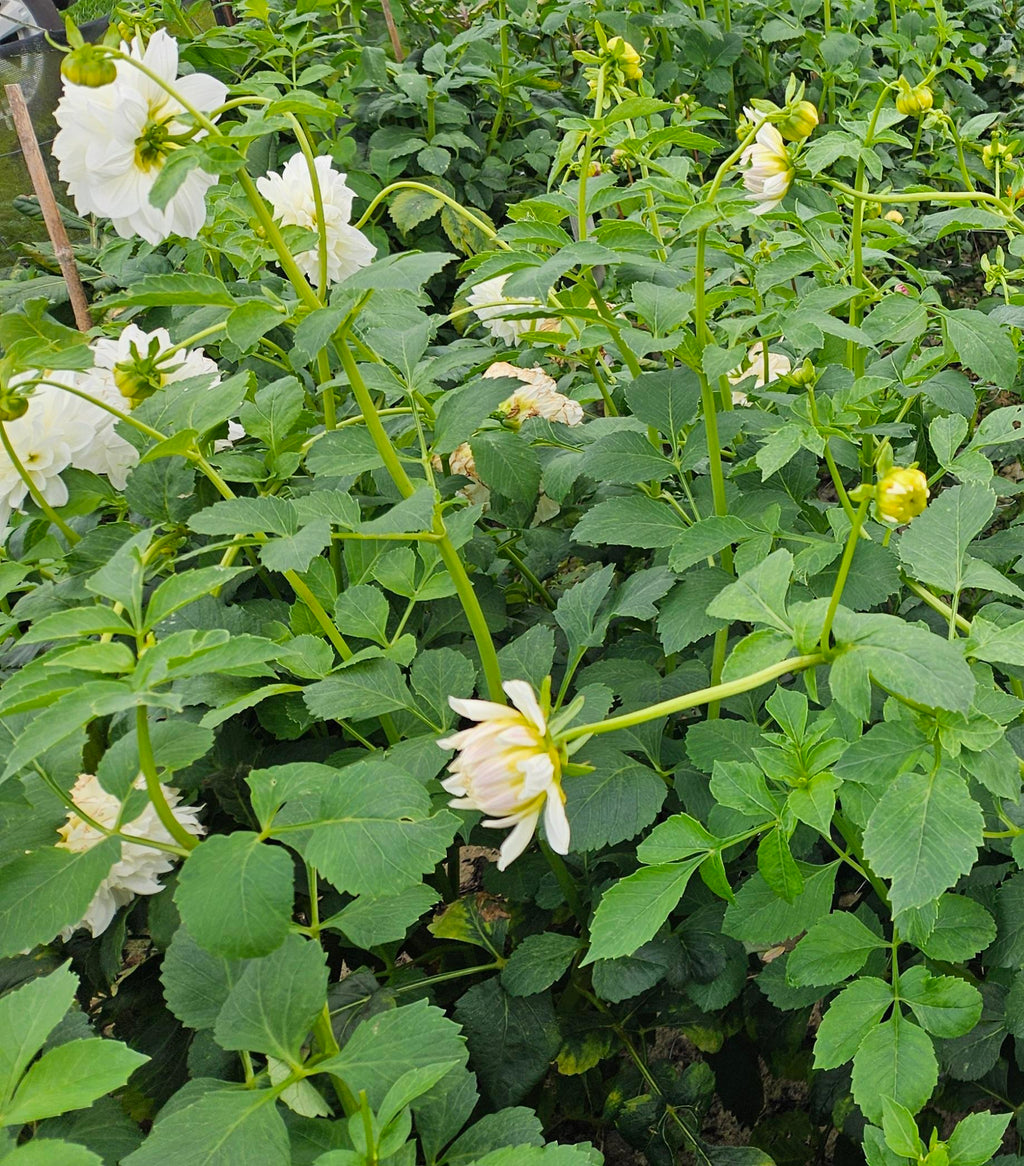 Centre Court Dahlia Tuber