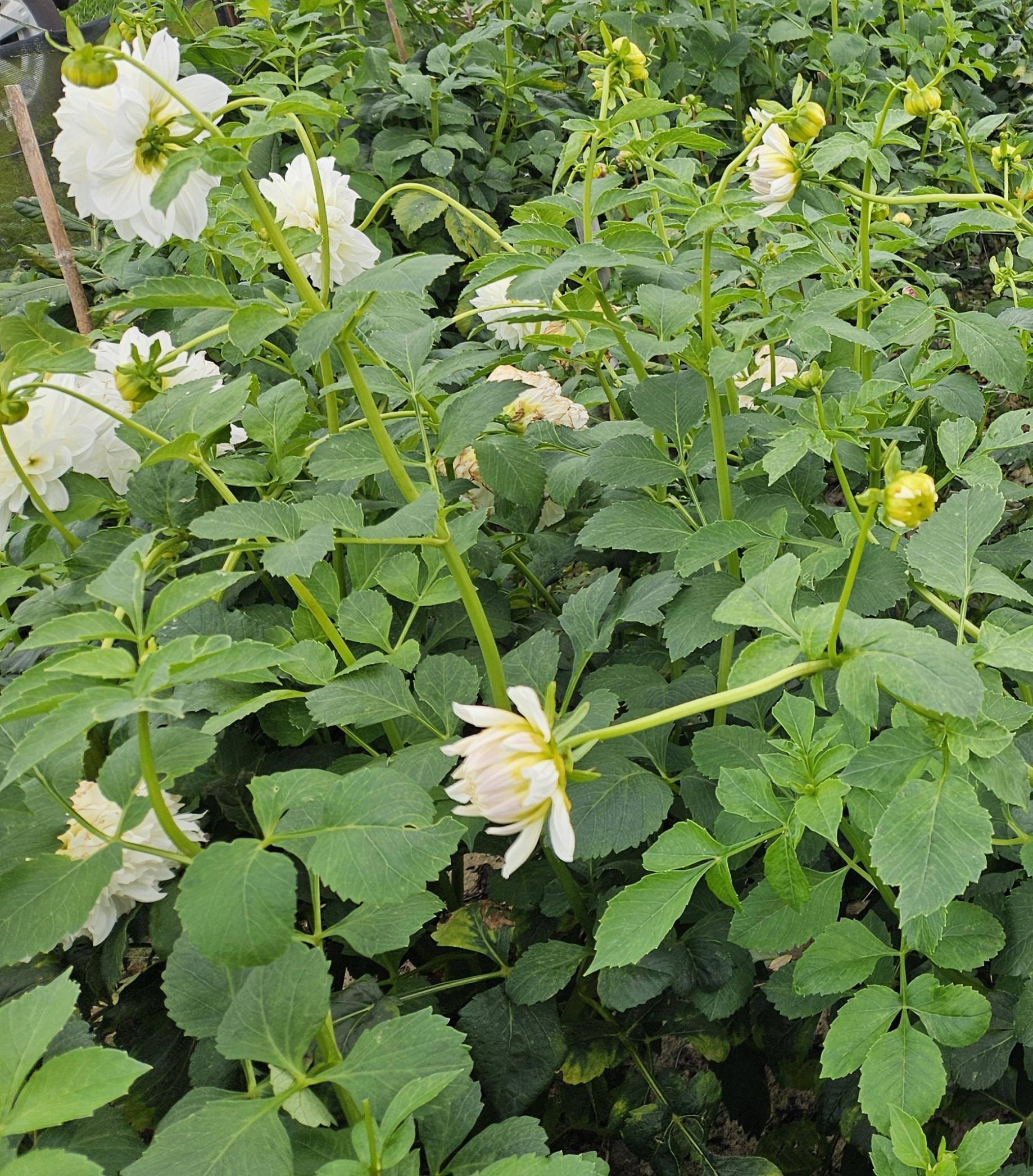Centre Court Dahlia Tuber