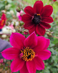 Mystic Wizard Dahlia Tuber